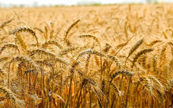 環境風（fēng）險評估報告（gào）模板