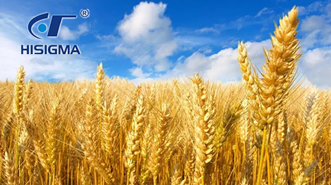 海（hǎi）西格瑪