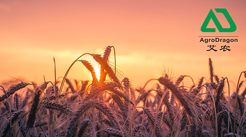 艾（ài）農國際