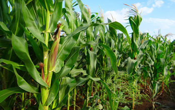 Jiangsu Sevencontinent launched new glufosinate product in China