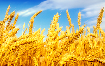 中華（huá）人民共和國農業農村部公告 第960號