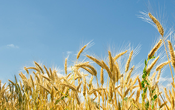 農業農村（cūn）部種植業（yè）管理司關於征（zhēng）求僅供境外使用97免费人妻在线观看（yào）登記（jì）管理規定意見的函