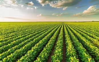 Notification of MOA General Office on 1st Pesticide Supervision & Random Inspection 2012